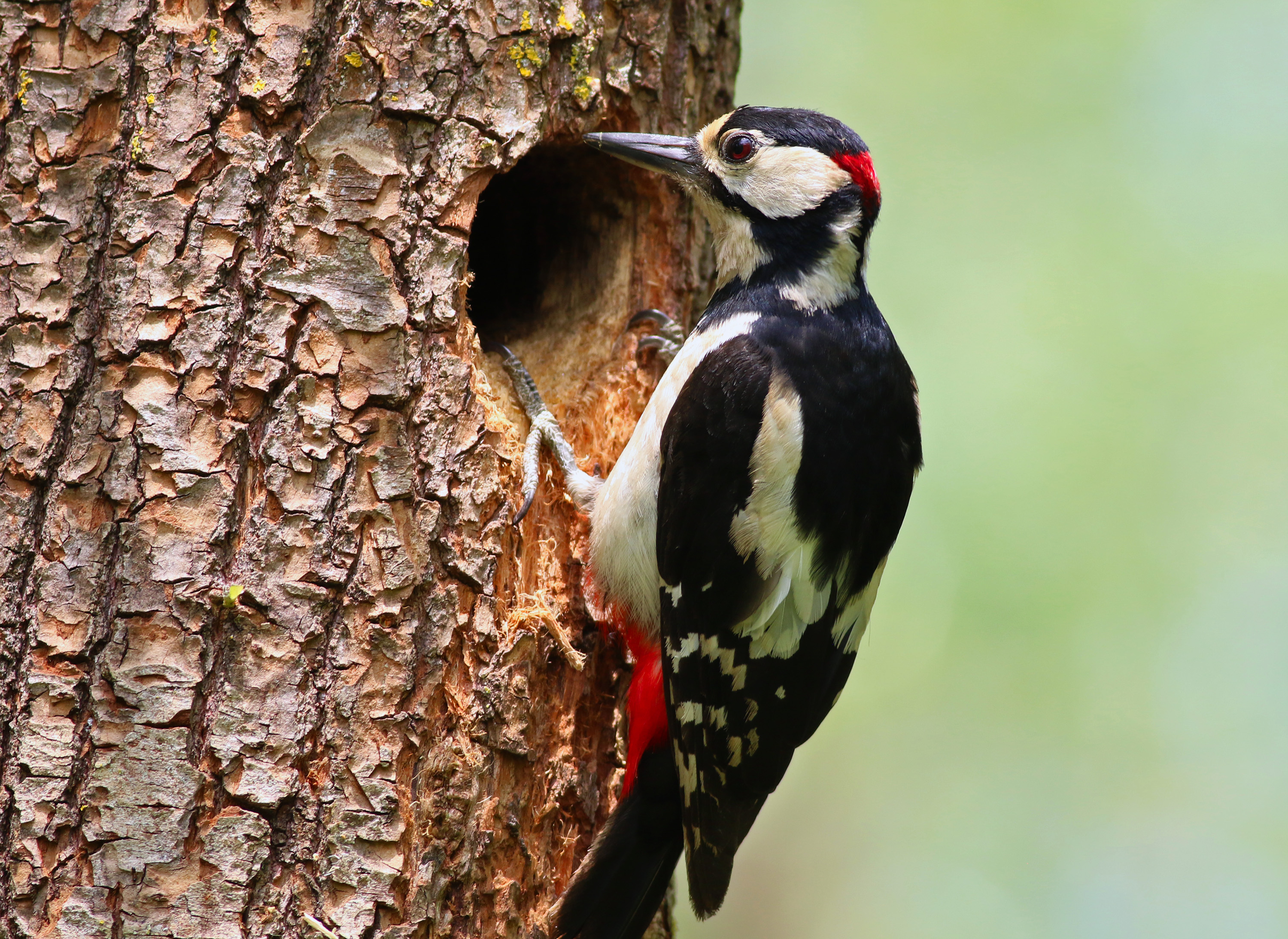 Great Spotted Woodpecker